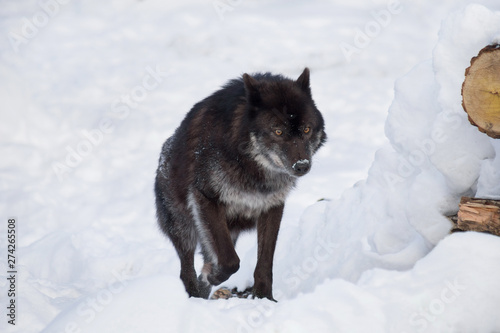 Wild black canadian wolf is running on a white snow. Canis lupus pambasileus.