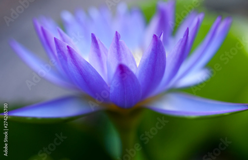 Macro close-up pictures of purple and blue lotus petals in Zen style