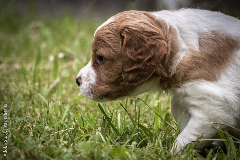cute and curious brown and white brittany spaniel baby dog, puppy portrait isolated exploring cute and curious brown and white brittany spaniel baby dog, puppy portrait isolated exploring