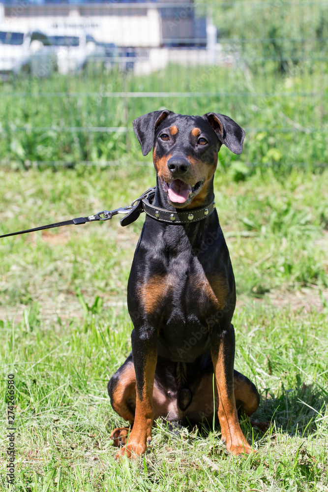 German pinscher puppy is sitting on a green meadow. Pet animals. German pinscher puppy is sitting on a green meadow. Pet animals.