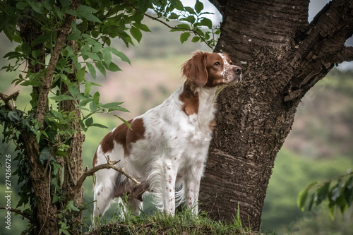 Fotografija close up portrait of brittany spaniel female dog portrait