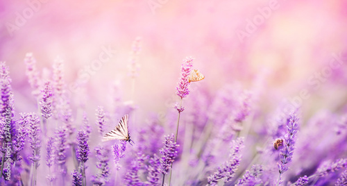 Banner purple lavender field with butterflies and bees at sunset. Copy space