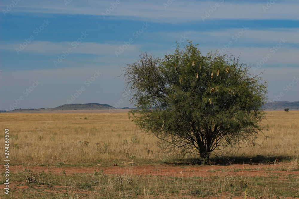 South African landscpe {Free State, Vrystaat} - rural area with meadow and an Acacia tree