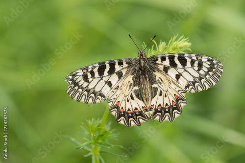 Osterluzeifalter (Zerynthia polyxena)