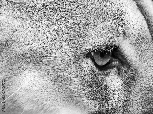 Puma Cat Eye Black and White