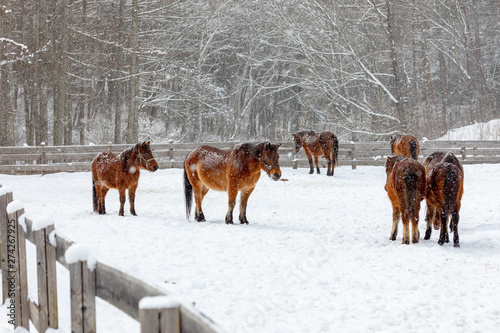 horses in winter © tooru
