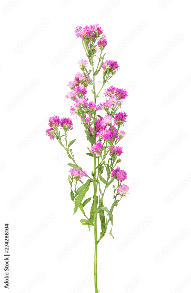 Pink flowers, small flowers on white background