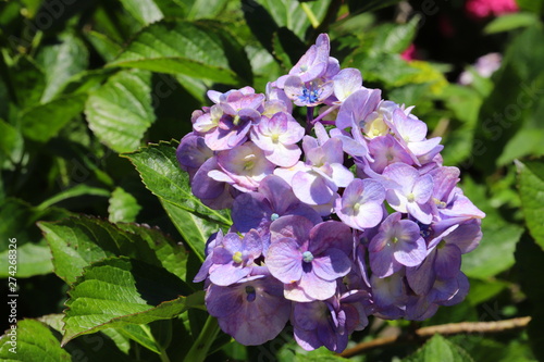 Wallpaper Mural 日本の梅雨時に咲くアジサイの花 Torontodigital.ca