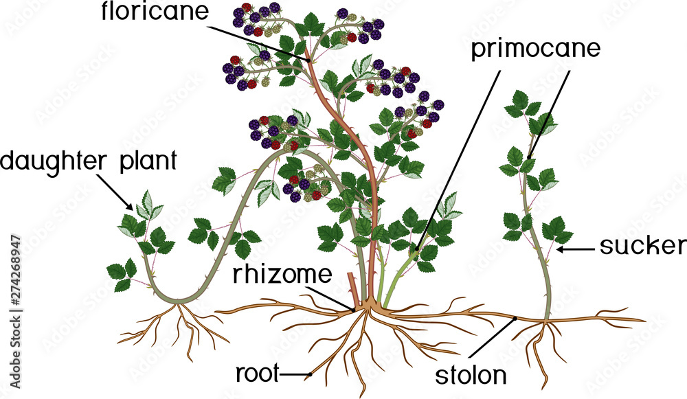 Parts of plant. Morphology of blackberry shrub with berries, green leaves, daughter plant