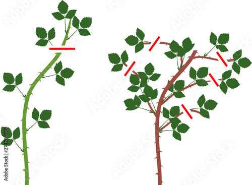 Blackberry plant pruning scheme for floricane and primocane isolated on white background