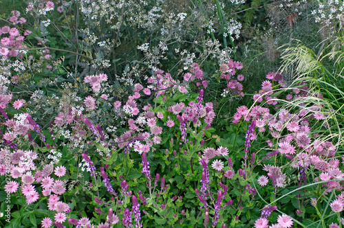 Fototapeta Naklejka Na Ścianę i Meble -  Close up of flower border with Nectaroscordum and Astrantia