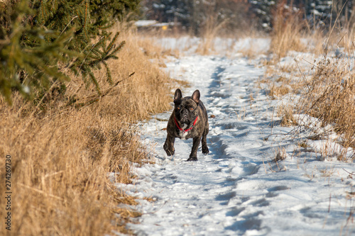 French Bulldog walking in the snow