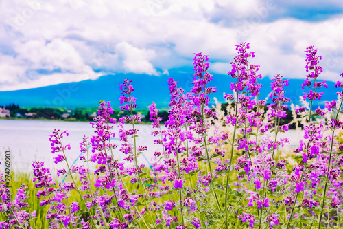 lavender flower field in the garden beside fuji mountain ,Japan