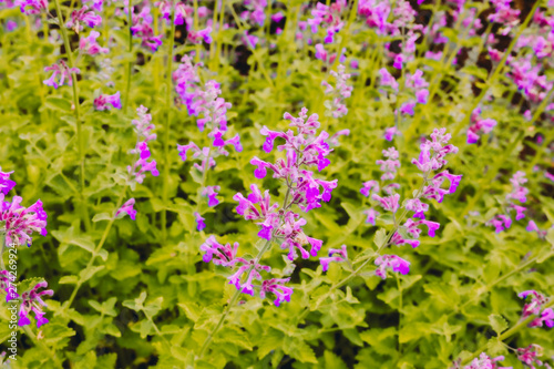 lavender flower field in the garden beside fuji mountain  Japan