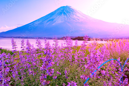 Fototapeta Naklejka Na Ścianę i Meble -  lavender flower field in the garden beside fuji mountain ,Japan
