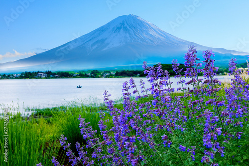 Fototapeta Naklejka Na Ścianę i Meble -  lavender flower field in the garden beside fuji mountain ,Japan
