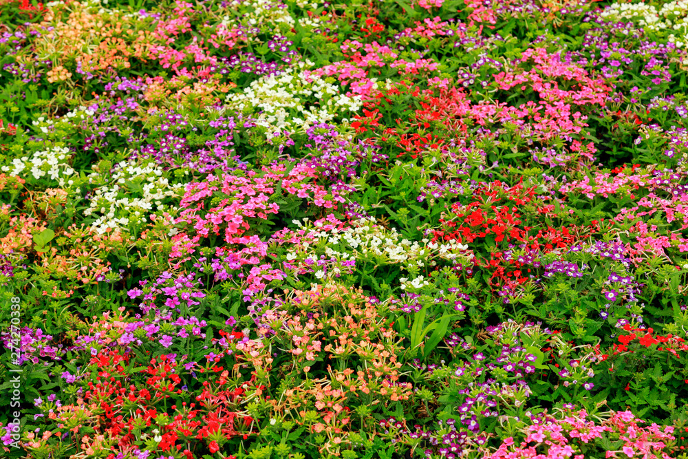 flowers bloom in the garden for natural background