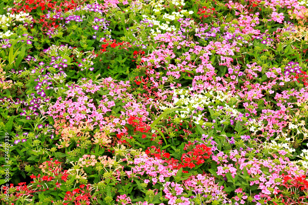 flowers bloom in the garden for natural background