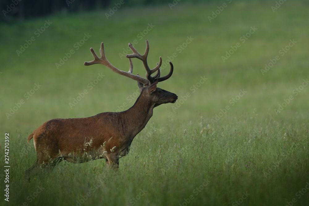 portrait of a deer with antlers on a meadow in spring