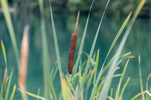 Narrow-leaved cattail 