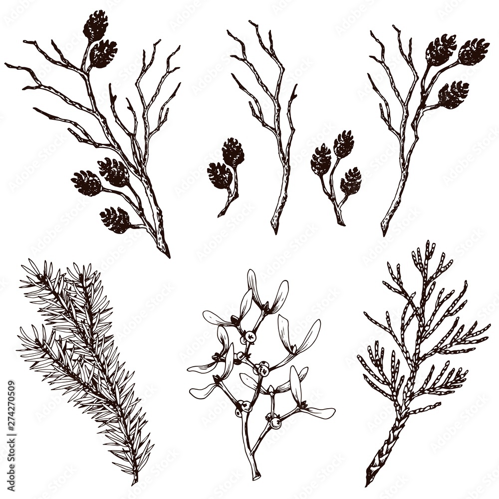 Dry twigs, fir branch, thuja, mistletoe and alder cones. Hand drawn vector set.