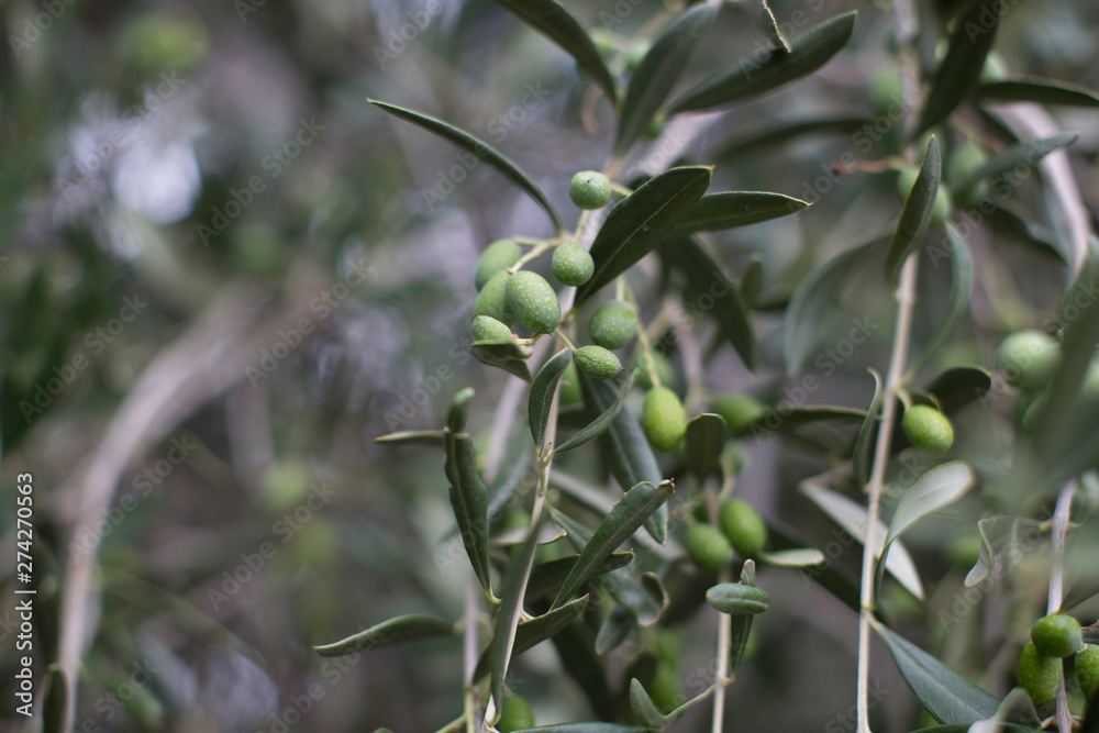 Obraz premium olivier et olives