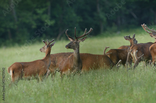Deer stag with growing antlers walking on the meadow and grazing grass
