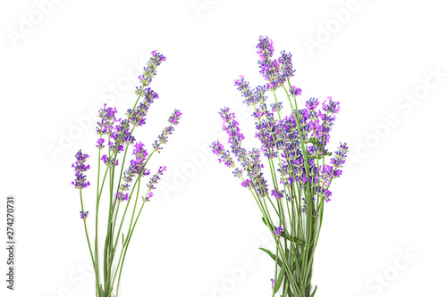 Lavender flowers isolated on white background. Flat lay  top view  copy space. Selective focus.
