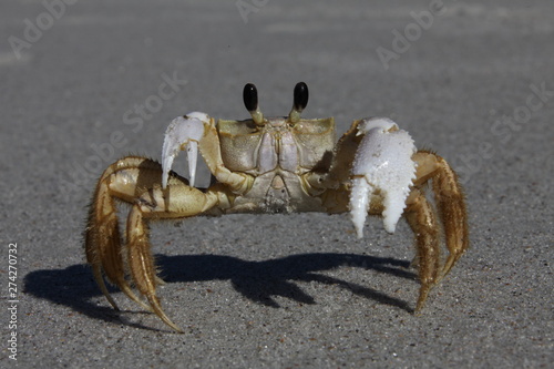 Фотография crab on a sandy beach
