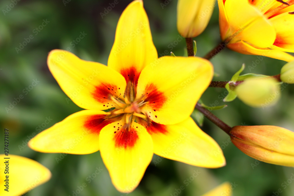 One yellow lily growing in the garden.