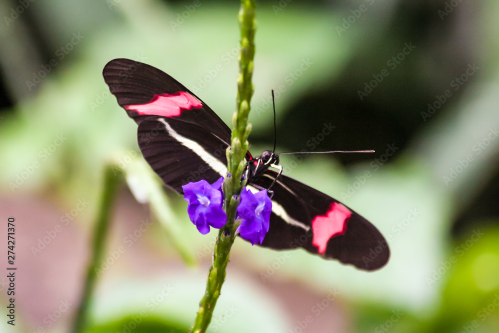 Fototapeta premium Butterfly