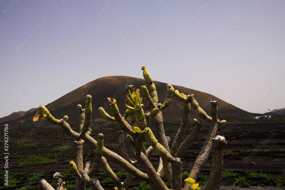 View along dry plant on wine making area on volcanic lava ground and black cone of volcano