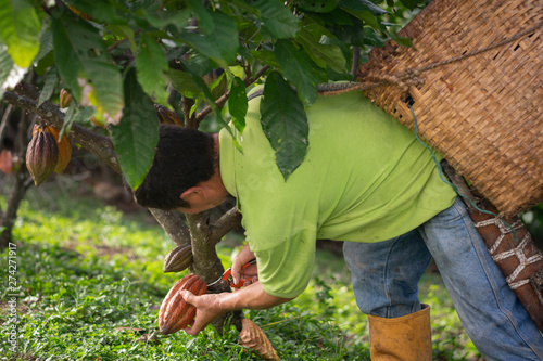 Recolectando cacao
