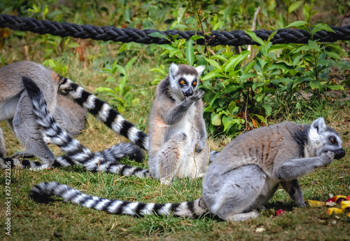 Ring tailed lemurs eats fruits in Serengeti Park, zoo and leisure park in Hodenhagen in North Germany © Fotokon
