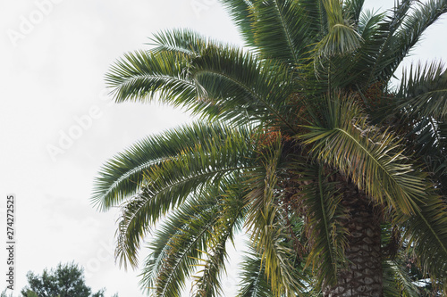 Palmenblätter Baumkrone