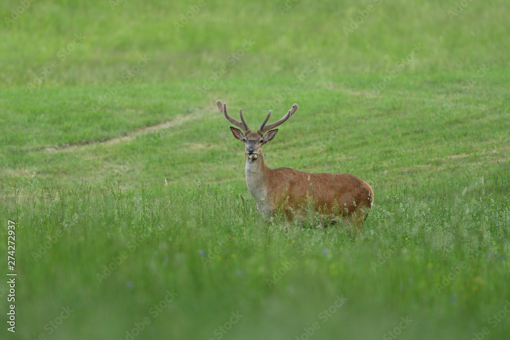 portrait of a deer with antlers on a meadow in spring portrait of a deer with antlers on a meadow in spring
