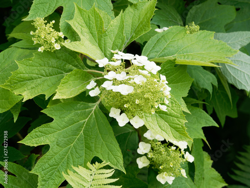 Dekorativen Blüten der Eichenblättrige Hortensie (Hydrangea quercifolia) photo