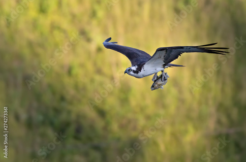 Osprey (Pandion haliaetus) bringing fish back to the nest in spring © Jim Cumming