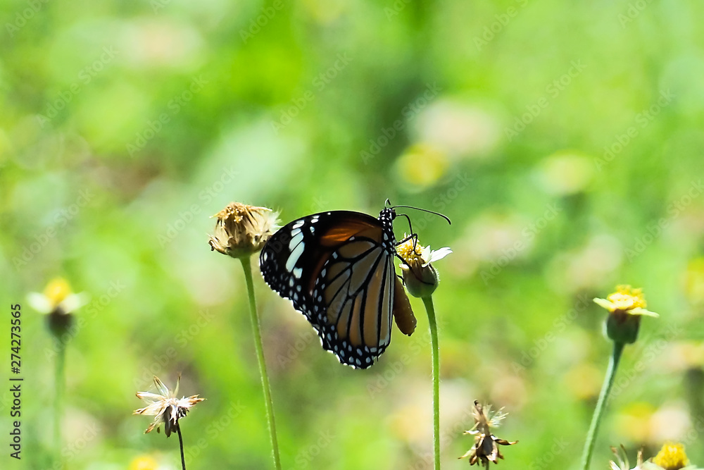 Obraz premium Butterfly and flower
