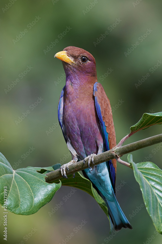 Naklejka premium Broad-billed roller (Eurystomus glaucurus)