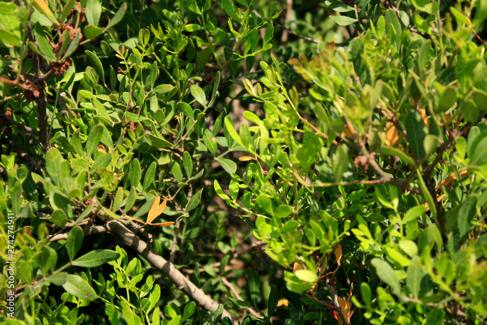 Mastic tree, pistachio lentiscus on the sea side Mediterranean Sea.