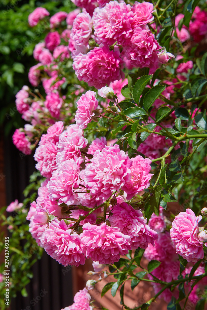 Pink Climbing Roses (Rosa) in bloom outdoors. Plenty of pink flowers blossoming in a sunny day. Pink Climbing Roses (Rosa) in bloom outdoors. Plenty of pink flowers blossoming in a sunny day.