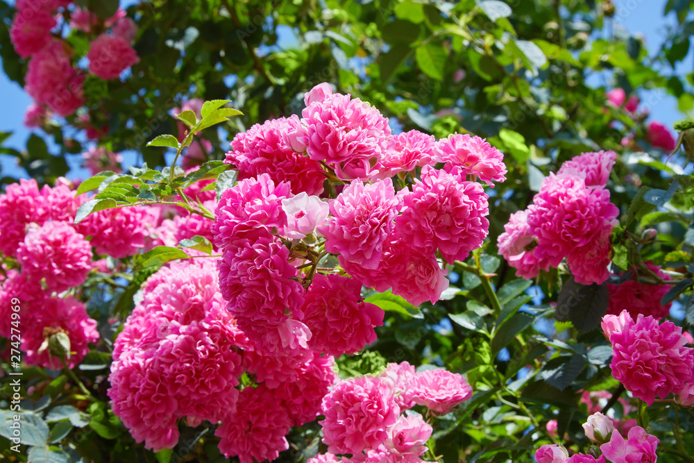 Pink Climbing Roses (Rosa) in bloom outdoors. Plenty of pink flowers blossoming in a sunny day. Pink Climbing Roses (Rosa) in bloom outdoors. Plenty of pink flowers blossoming in a sunny day.