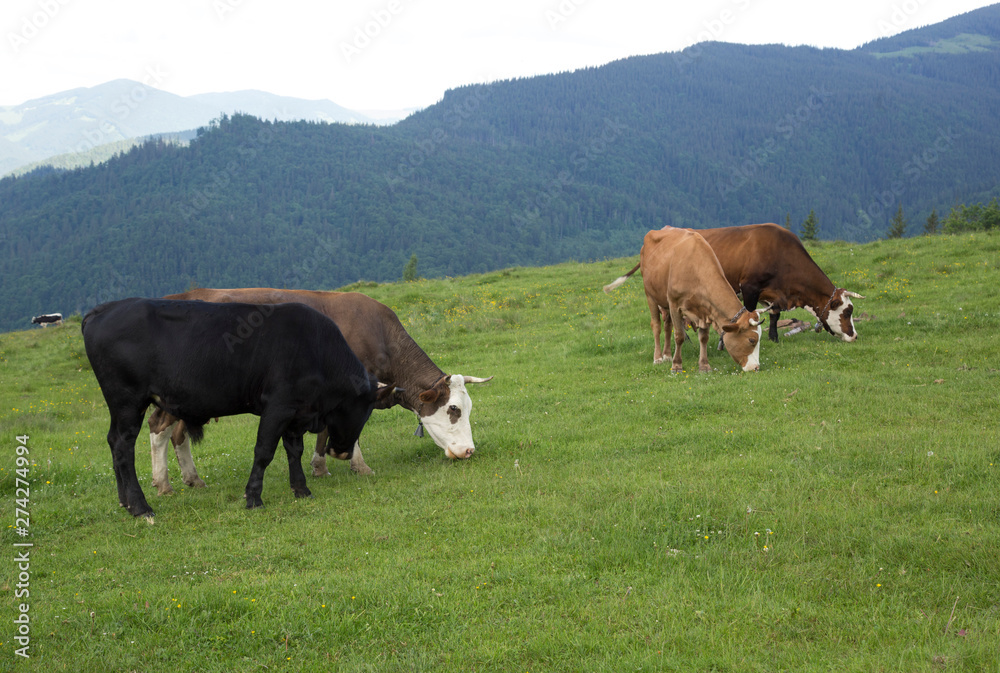 Cows grazing on the Smotrych mountain valley, Montenegrin ridge, Ukraine Cows grazing on the Smotrych mountain valley, Montenegrin ridge, Ukraine