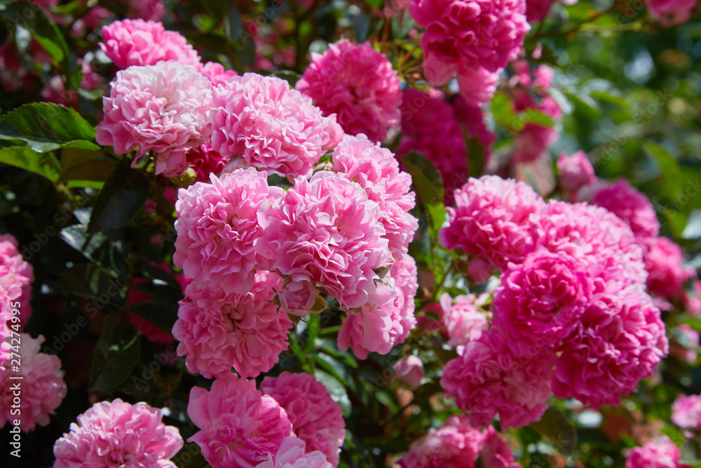 Pink Climbing Roses (Rosa) in bloom outdoors. Plenty of pink flowers blossoming in a sunny day. 