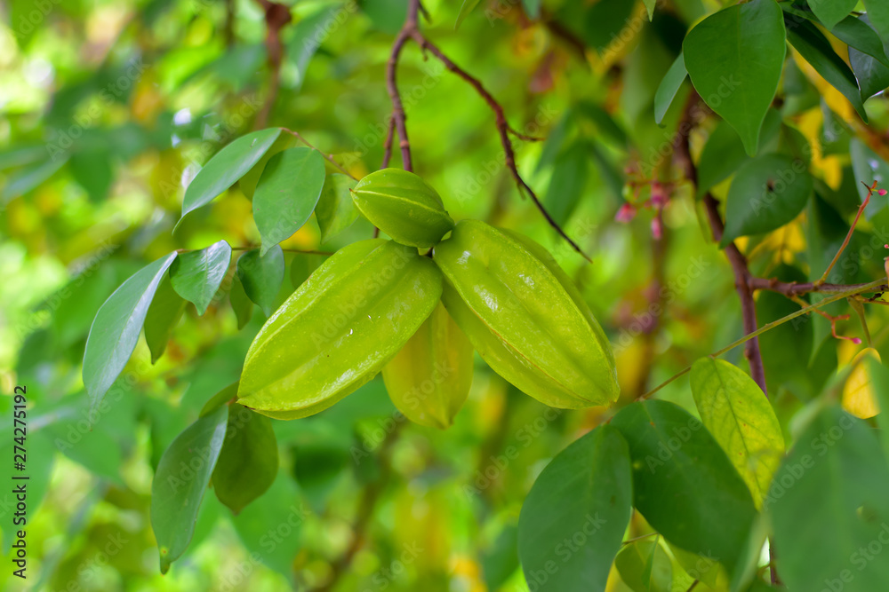 gooseberry or Star apple, Fresh gooseberry on the tree, green leaves in the garden, agricultural crops, healthy fruits, sweet and sour taste, focus selection, partial blur in the picture gooseberry or Star apple, Fresh gooseberry on the tree, green leaves in the garden, agricultural crops, healthy fruits, sweet and sour taste, focus selection, partial blur in the picture