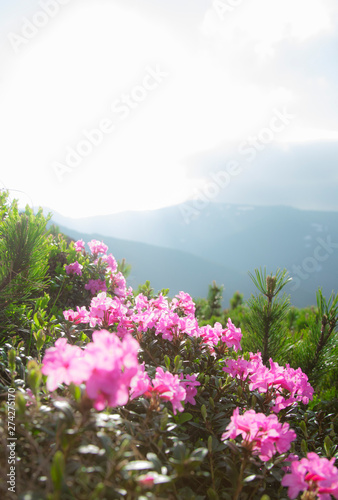 Rhododendron on the mountainside. the beginning of flowering