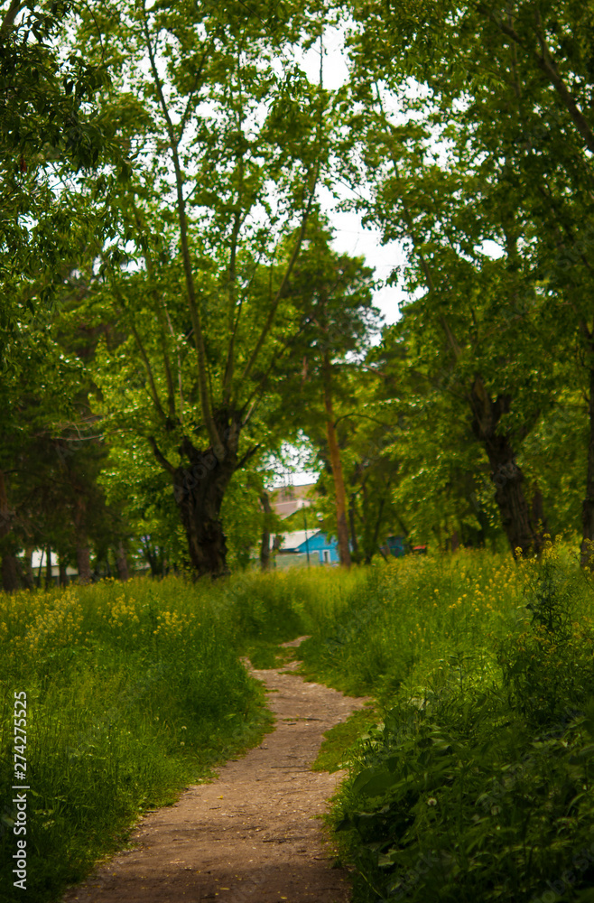 Beautiful avenue in to the park, path way Beautiful avenue in to the park, path way