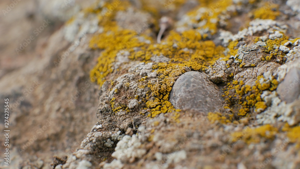 macro macro