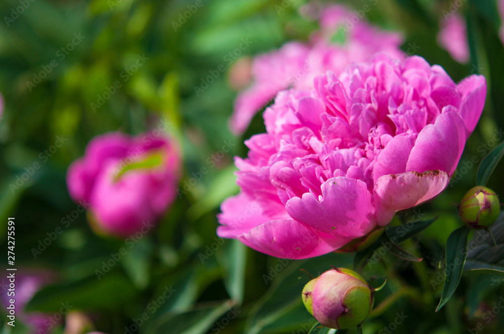 Big pink peony flower in garden